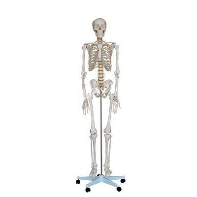 180 cm hoog, menselijk anatomisch model, ideaal voor medisch onderwijs en onderwijs.