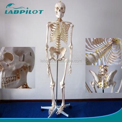 180 cm hoog, menselijk anatomisch model, ideaal voor medisch onderwijs en onderwijs.