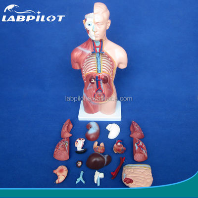 42 cm geslachtsloze torso model met interne organen 18 delen en gedetailleerde torso anatomie model
