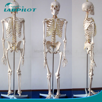 180 cm hoog, menselijk anatomisch model, ideaal voor medisch onderwijs en onderwijs.
