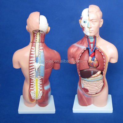 42 cm geslachtsloze torso model met interne organen 18 delen en gedetailleerde torso anatomie model