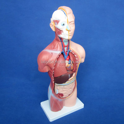 42 cm geslachtsloze torso model met interne organen 18 delen en gedetailleerde torso anatomie model
