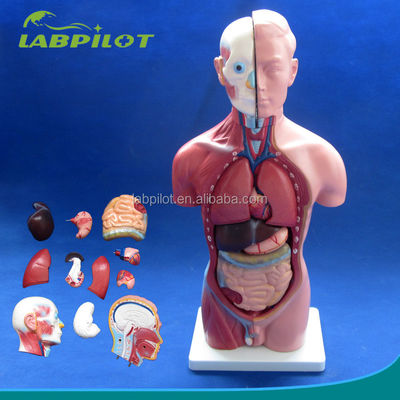Anatomische demonstratie 42 cm Mannelijke romp met interne organen 13 delen Anatomisch model
