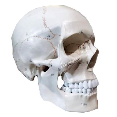 Onderwijsmodellen Mensenhoofd in levensgrote grootte Anatomisch model voor het onderwijs in de medische wetenschappen