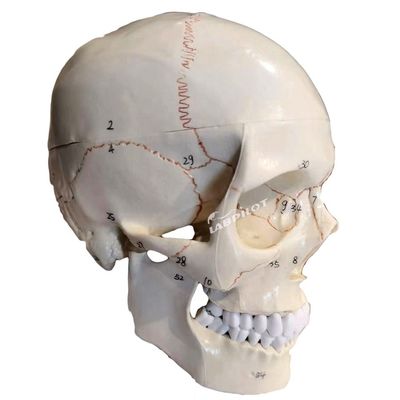 Onderwijsmodellen Mensenhoofd in levensgrote grootte Anatomisch model voor het onderwijs in de medische wetenschappen