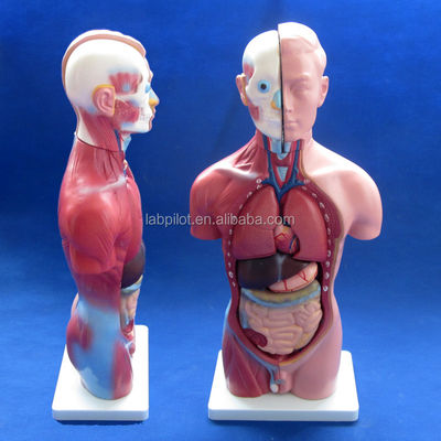 Anatomische demonstratie 42 cm Mannelijke romp met interne organen 13 delen Anatomisch model