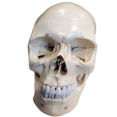 Onderwijsmodellen Mensenhoofd in levensgrote grootte Anatomisch model voor het onderwijs in de medische wetenschappen