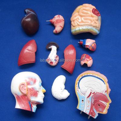Anatomische demonstratie 42 cm Mannelijke romp met interne organen 13 delen Anatomisch model