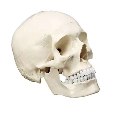 Deluxe Natural Size Human Anatomy Teaching Tool Levendig skeletmodel voor anatomieonderzoek