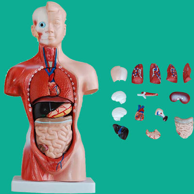 15 Deeltjes Anatomie Trunkmodel essentieel voor het begrijpen van de menselijke lichaamsstructuur