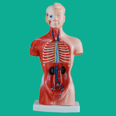15 Deeltjes Anatomie Trunkmodel essentieel voor het begrijpen van de menselijke lichaamsstructuur