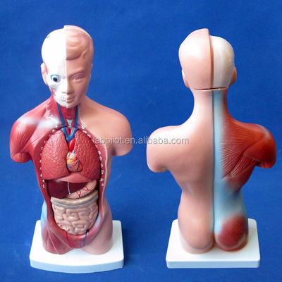 15 Deeltjes Anatomie Trunkmodel essentieel voor het begrijpen van de menselijke lichaamsstructuur