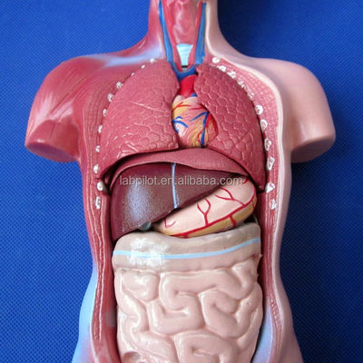 15 Deeltjes Anatomie Trunkmodel essentieel voor het begrijpen van de menselijke lichaamsstructuur
