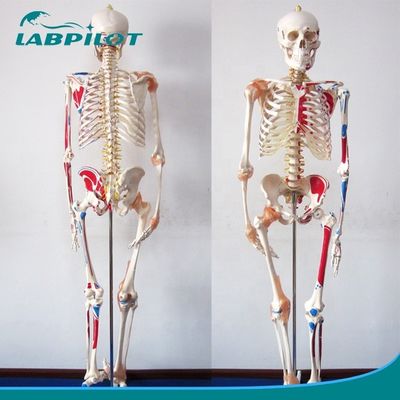 Medische Wetenschappen Educatief Model 180cm Groot gekleurd skelet met spieren en ligamenten