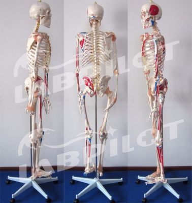Medische Wetenschappen Educatief Model 180cm Groot gekleurd skelet met spieren en ligamenten