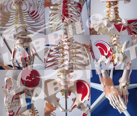 Medische Wetenschappen Educatief Model 180cm Groot gekleurd skelet met spieren en ligamenten