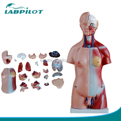 Anatomische demonstratie 23 delen Torso model met interne organen Functie lever