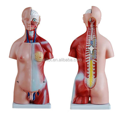 Anatomische demonstratie 23 delen Torso model met interne organen Functie lever