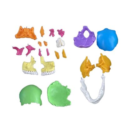 22 Deel Schedelmodel Gekleurde botten Anatomische demonstratie Onderwijs Medisch model