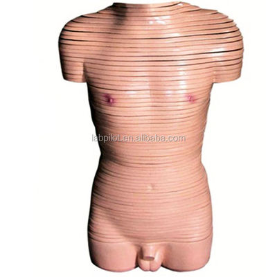 Anatomische demonstratie mannelijke romp transversale sectie model menselijke anatomische modellen
