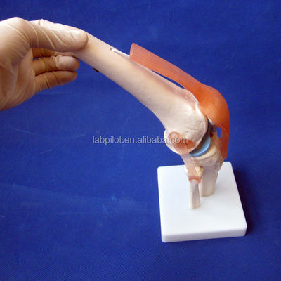 Mensen Anatomisch kniegewricht model voor medisch onderwijs Realistisch en gedetailleerd ontwerp