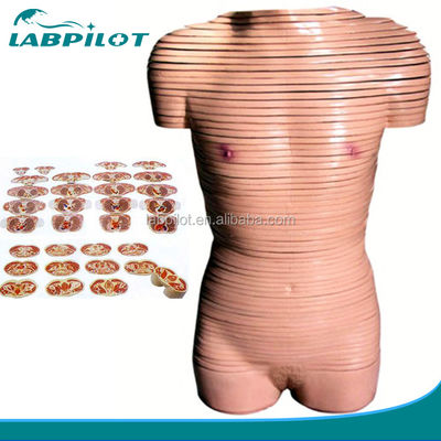 Mensengrootte Vrouwelijke torso anatomie model aanbevolen voor scholen