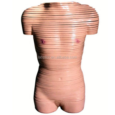 Mensengrootte Vrouwelijke torso anatomie model aanbevolen voor scholen