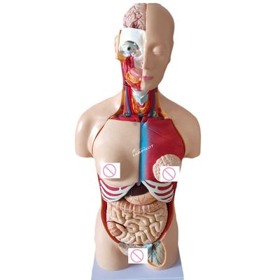85CM Unisex Torso Mannequin Interne organen Anatomie Model Mensentorso Modellen Categorie