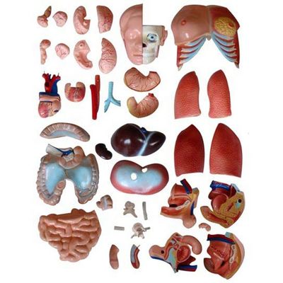 85CM Unisex Torso Mannequin Interne organen Anatomie Model Mensentorso Modellen Categorie