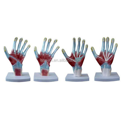 Item Palm Anatomie Modellen Mensenlevensgrootte Handmodel voor medische trainingsinstrumenten