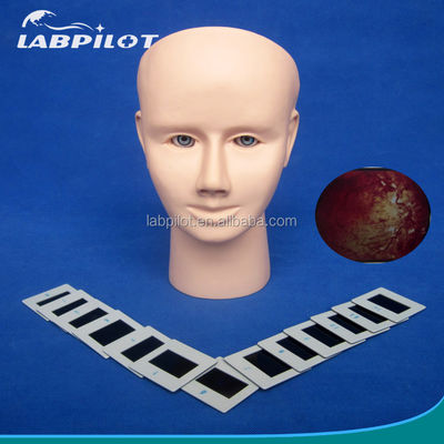 Mannequin voor geavanceerd menselijk oogonderzoek Training Simulator Retinopathie Fundus Model