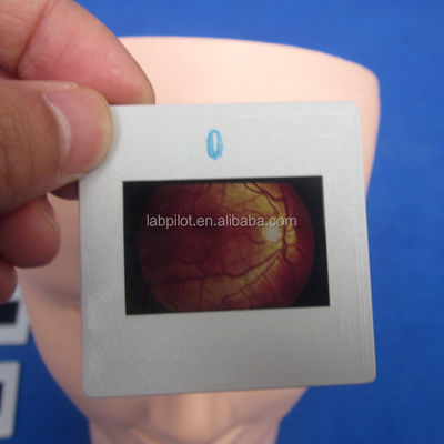 Mannequin voor geavanceerd menselijk oogonderzoek Training Simulator Retinopathie Fundus Model