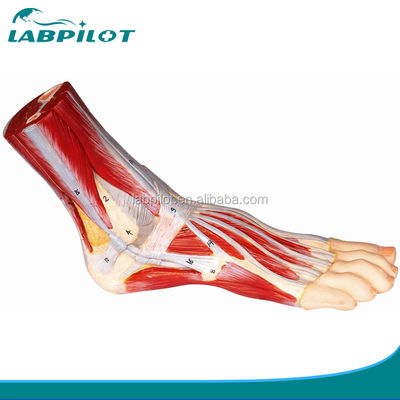 Educational Plantar Dissection Model voor gedetailleerde voetanatomie structuren en functies