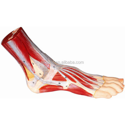 Educational Plantar Dissection Model voor gedetailleerde voetanatomie structuren en functies