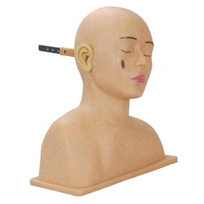 Otolaryngologie model voor geavanceerde PVC menselijke hoofd en oor simulator training