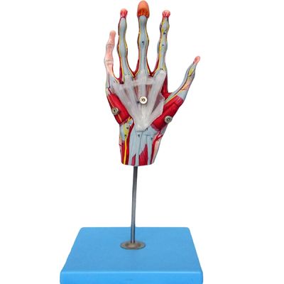 Spieren van de handvaten en zenuwen Anatomisch model van de hand om de anatomie van de hand weer te geven