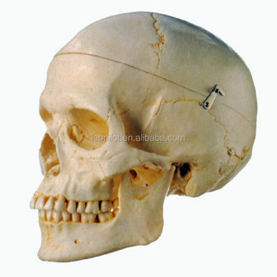 Anatomisch demonstratiemodel van menselijke volwassen schedel voor medisch onderzoek