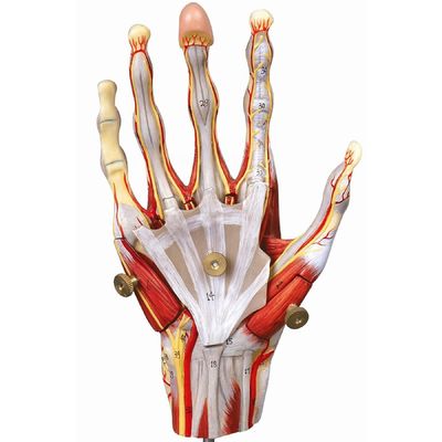 Spieren van de handvaten en zenuwen Anatomisch model van de hand om de anatomie van de hand weer te geven