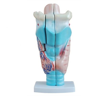 Medisch larynx anatomie onderwijs model menselijke keel model voor anatomische demonstratie