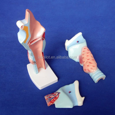 Medisch larynx anatomie onderwijs model menselijke keel model voor anatomische demonstratie