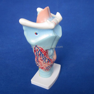 Medisch larynx anatomie onderwijs model menselijke keel model voor anatomische demonstratie