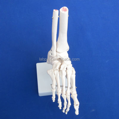 Menselijke anatomische modellen levensgrote voetgewricht model met ligamenten en botten van het skelet