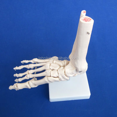 Menselijke anatomische modellen levensgrote voetgewricht model met ligamenten en botten van het skelet