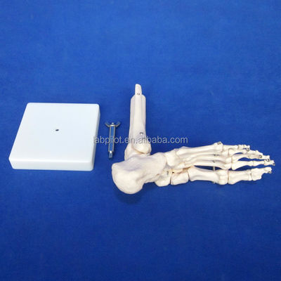 Menselijke anatomische modellen levensgrote voetgewricht model met ligamenten en botten van het skelet
