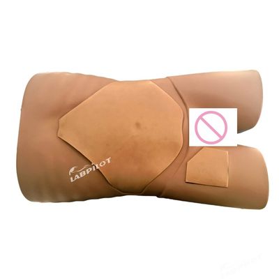 Human Organ Ultrasound Examination Simulator voor geavanceerd PVC medisch trainingsmodel