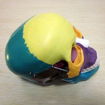 Mensenlevensgrootte Skelettemodel Beenderen Cerebraal schedelmodel voor medische studiehulp