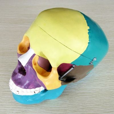 Mensenlevensgrootte Skelettemodel Beenderen Cerebraal schedelmodel voor medische studiehulp