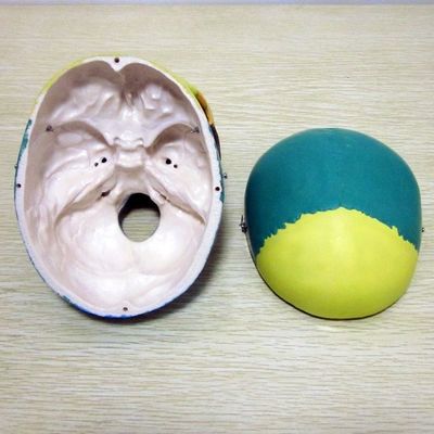 Mensenlevensgrootte Skelettemodel Beenderen Cerebraal schedelmodel voor medische studiehulp