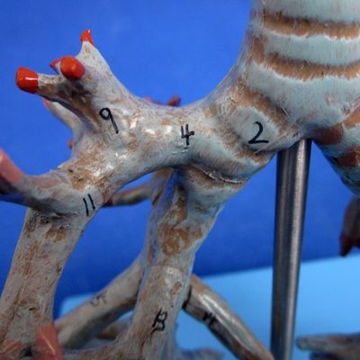 Levendige anatomische bronchiale boommodel 26 posities gemarkeerde luchtpijp anatomie voor de medische wetenschap