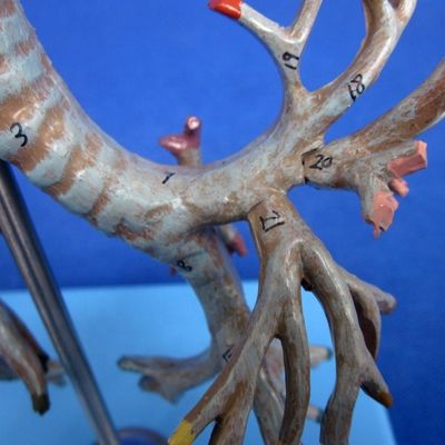 Levendige anatomische bronchiale boommodel 26 posities gemarkeerde luchtpijp anatomie voor de medische wetenschap